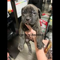 Staffordshire Bull Terrier - Both