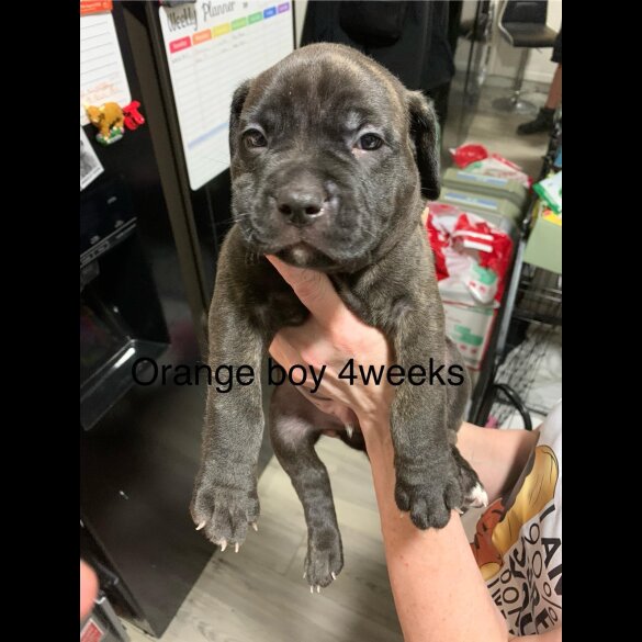 Staffordshire Bull Terrier - Both