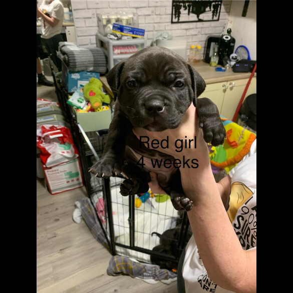 Staffordshire Bull Terrier - Both