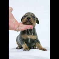 Staffordshire Bull Terrier - Both