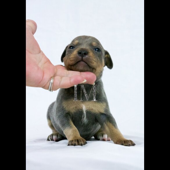Staffordshire Bull Terrier - Both