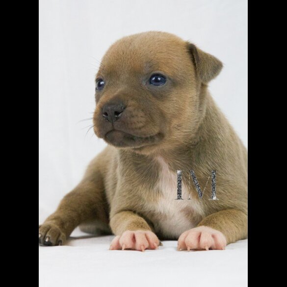 Staffordshire Bull Terrier - Both