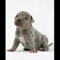 Staffordshire Bull Terrier - Both