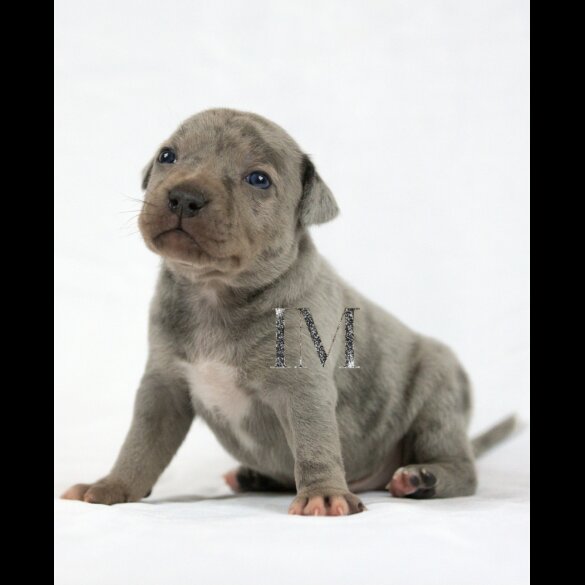 Staffordshire Bull Terrier - Both