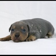 Staffordshire Bull Terrier - Both