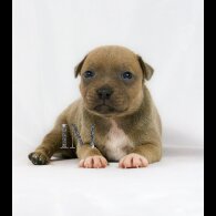 Staffordshire Bull Terrier - Both
