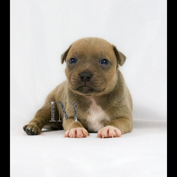Staffordshire Bull Terrier - Both