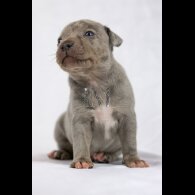 Staffordshire Bull Terrier - Both