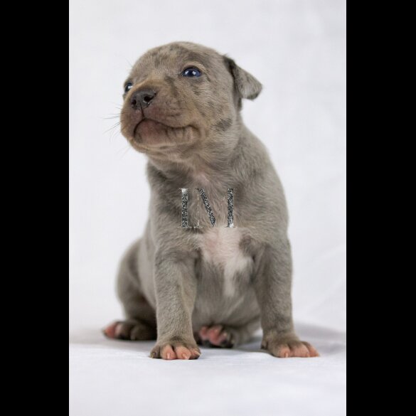 Staffordshire Bull Terrier - Both