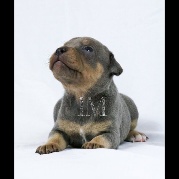 Staffordshire Bull Terrier - Both