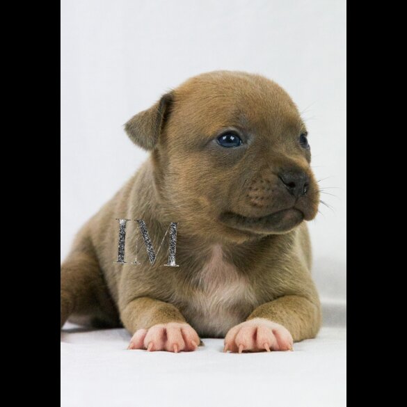 Staffordshire Bull Terrier - Both