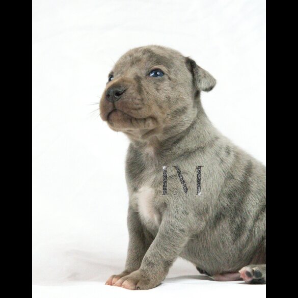 Staffordshire Bull Terrier - Both
