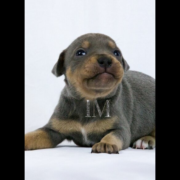 Staffordshire Bull Terrier - Both