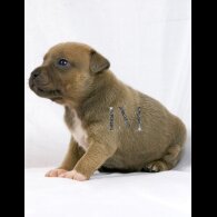 Staffordshire Bull Terrier - Both