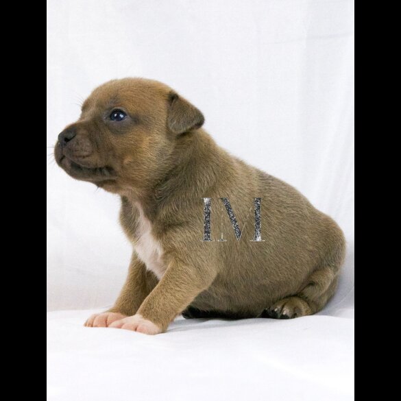 Staffordshire Bull Terrier - Both