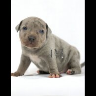 Staffordshire Bull Terrier - Both