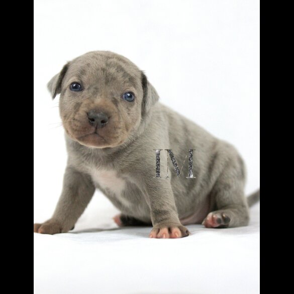 Staffordshire Bull Terrier - Both