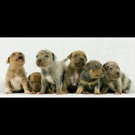 Staffordshire Bull Terrier - Both