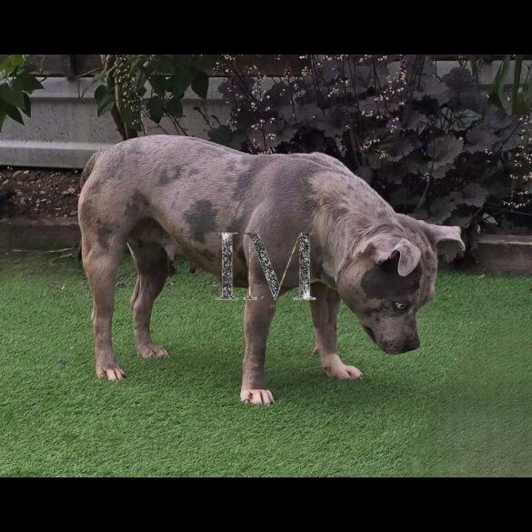 Staffordshire Bull Terrier - Both