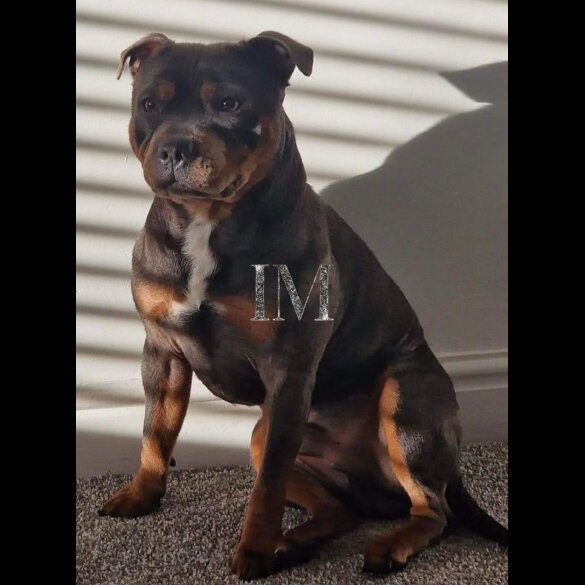 Staffordshire Bull Terrier - Both