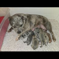 Staffordshire Bull Terrier - Both