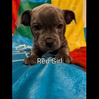 Staffordshire Bull Terrier - Both
