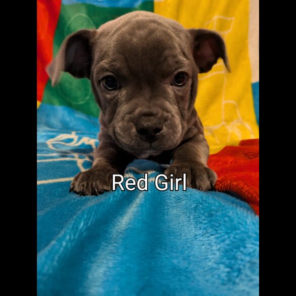 Staffordshire Bull Terrier - Both