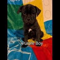 Staffordshire Bull Terrier - Both