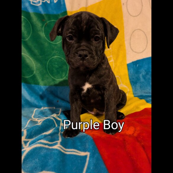 Staffordshire Bull Terrier - Both
