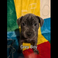 Staffordshire Bull Terrier - Both