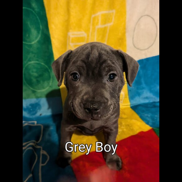 Staffordshire Bull Terrier - Both