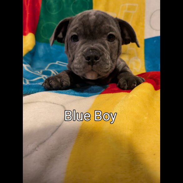 Staffordshire Bull Terrier - Both
