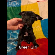 Staffordshire Bull Terrier - Both