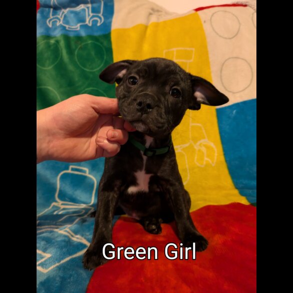Staffordshire Bull Terrier - Both