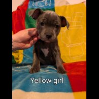 Staffordshire Bull Terrier - Both