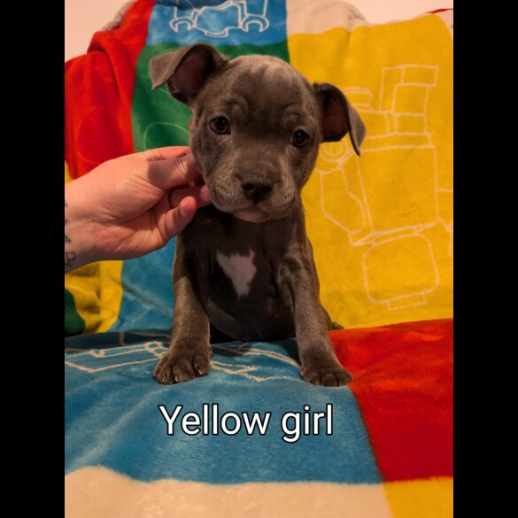 Staffordshire Bull Terrier - Both