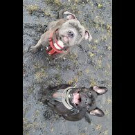 Staffordshire Bull Terrier - Both