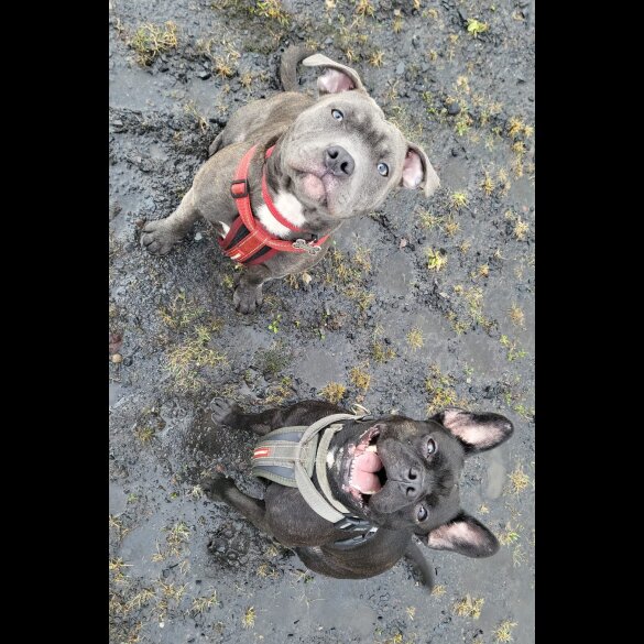 Staffordshire Bull Terrier - Both