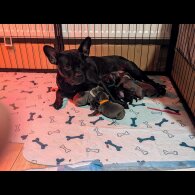 Staffordshire Bull Terrier - Both