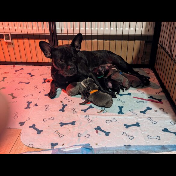 Staffordshire Bull Terrier - Both