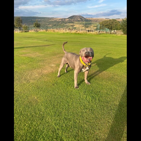 Staffordshire Bull Terrier - Bitches