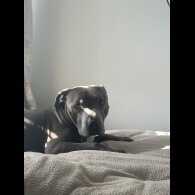 Staffordshire Bull Terrier - Bitches