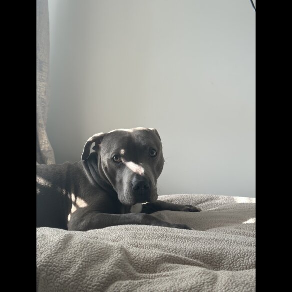 Staffordshire Bull Terrier - Bitches