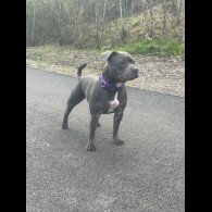 Staffordshire Bull Terrier - Bitches