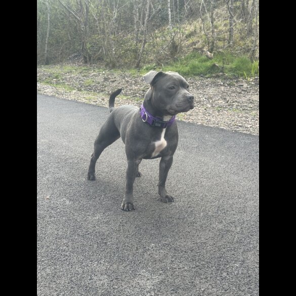 Staffordshire Bull Terrier - Bitches
