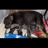Staffordshire Bull Terrier - Bitches