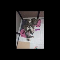 Staffordshire Bull Terrier - Both