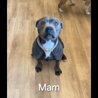 Staffordshire Bull Terrier - Both