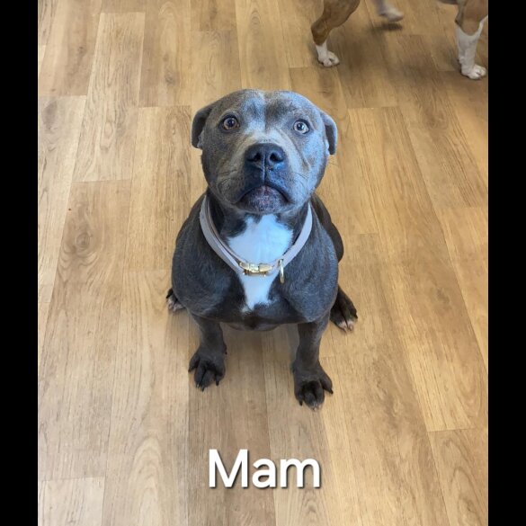 Staffordshire Bull Terrier - Both