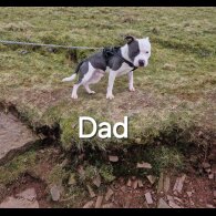 Staffordshire Bull Terrier - Both